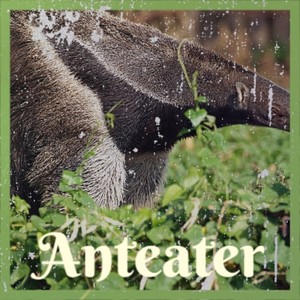 Anteater