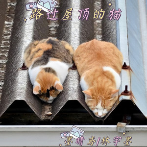 路过屋顶的猫封面