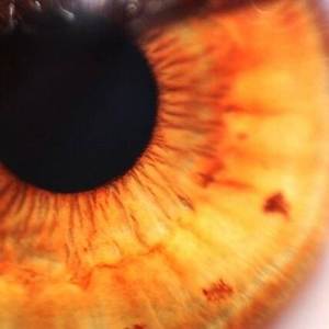 HONEYHAZELEYES (café combinado con miel)