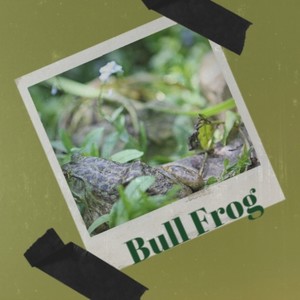 Bull Frog