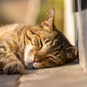 Música Para El Consuelo De Los Gatos