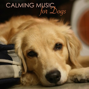 Calming Music for Dogs - Relaxing Music for Dogs and Cats, Peaceful Pet Music Therapy for Dog Anxiety, to Help Them During Fireworks