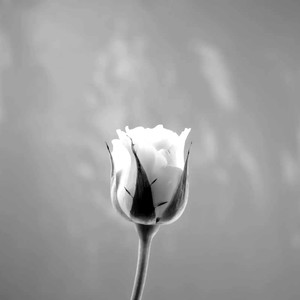 A flower tales (Inst.)
