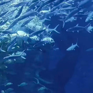 Nobody Said（氛围）