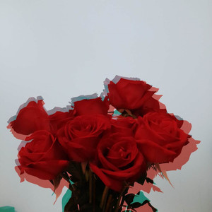 送你一朵玫瑰花