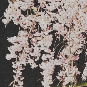 wherevryugo. (Explicit)