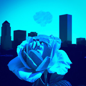 BLUE ROSES