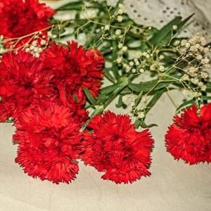 red carnations