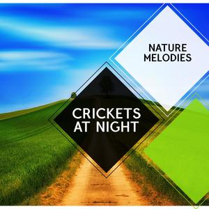 Crickets at Night - Nature Melodies