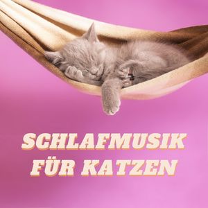 Schlafmusik für Katzen: Entspannende Musik für Katzen und Kätzchen