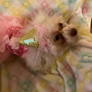 Fish stick (Explicit)