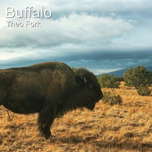 Buffalo