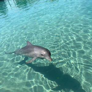 Avicii-SOS (老何 remix)