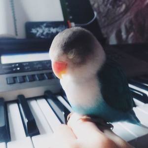 贝影 - 鱼仔+几分之几