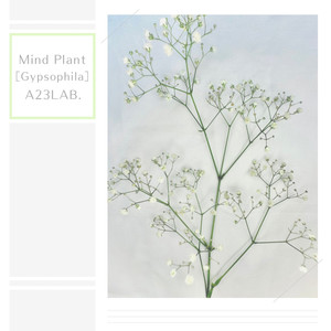 Mind Plant［Gypsophila］