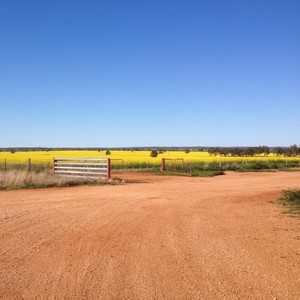 Paddocks of Yellow