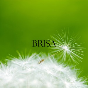 Brisa