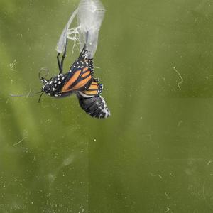 Zenith(feat. Lil Sharpy & Boxknob) (Explicit)