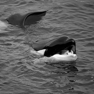 dimmadome (Explicit)