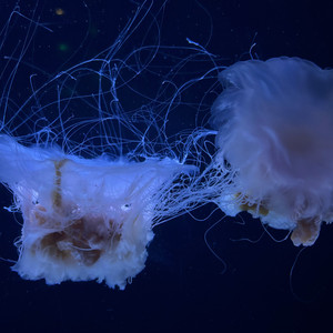 Let down (A Cappella)