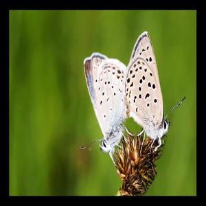 Canzonetta a Cuor Leggero