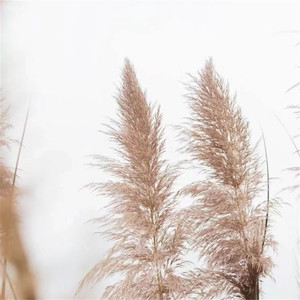 彩色的世界我在我的雾里多么清晰 (女声版)