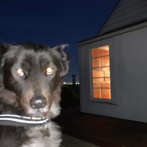 cicadas (seb) (Explicit)