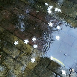 月有盈亏花有开谢 (降速氛围版)