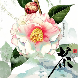 茶花开了