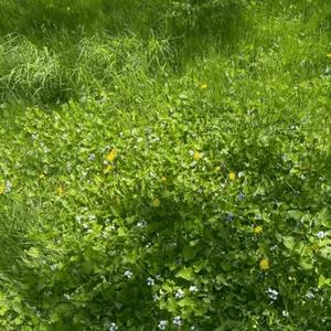 passion fruit (Explicit)