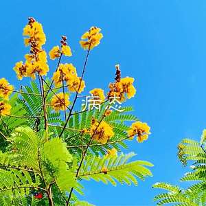 晓梦 - 贵族的挽歌