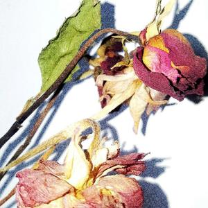 DEAD ROSES (Explicit)