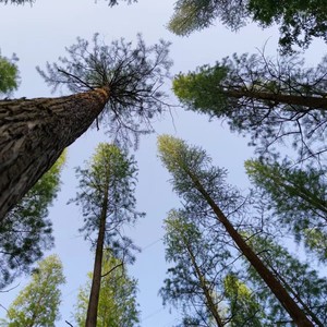 风的过往 (伴奏)