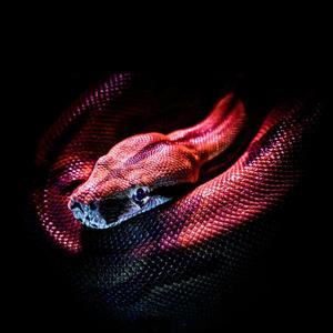 Inmune al veneno (feat. Toxic Lob, Kleyveraz & El Varo Real) (Explicit)