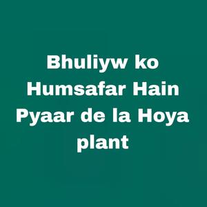 Bhuliyw ko Humsafar Hain Pyaar de la Hoya plant