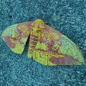 Incomplete minds (feat. Kemical)