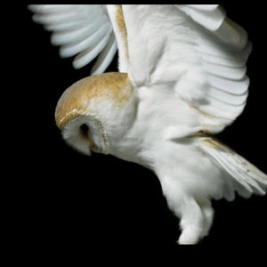 No Photos (Explicit)