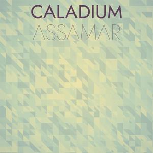 Caladium Assamar
