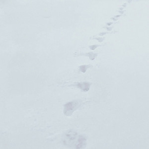 Замело до серця шлях