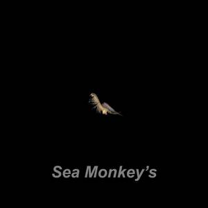 Sea Monkeys