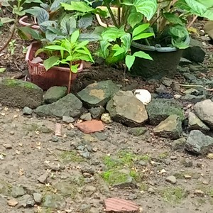 Artis panggung