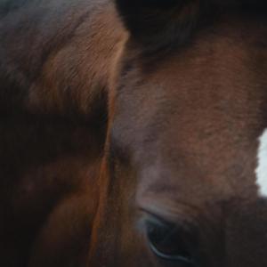 Stream of Guilty Consciousness