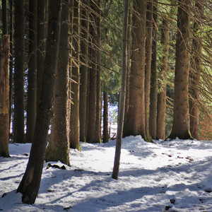 Love You In My Dreams