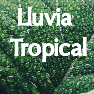 12 Sonidos Simples De Lluvia Tropical Y Océanos