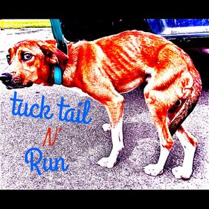 Tuck tail n' run