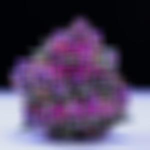 CARRERA (feat. Dee Green, Chopzx & Chopzxx) (Explicit)