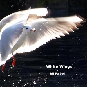 White Wings