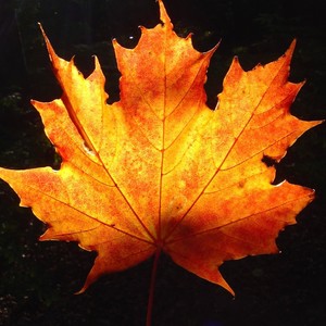 Tú skalt vita at eg elski teg