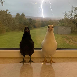 ghetto smosh (feat. 1tzja7 & MalcolmInDaSewer) (Explicit)