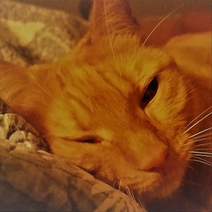 Un León Enfrenado(feat. Mario Eddie)